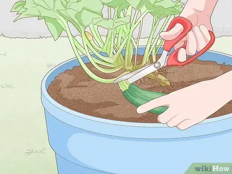 Image titled Grow Zucchini in Pots Step 13