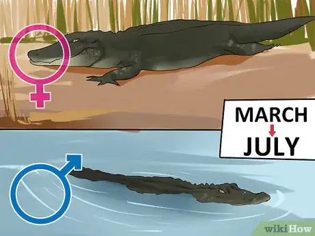 Image titled Avoid an Alligator Attack Step 9