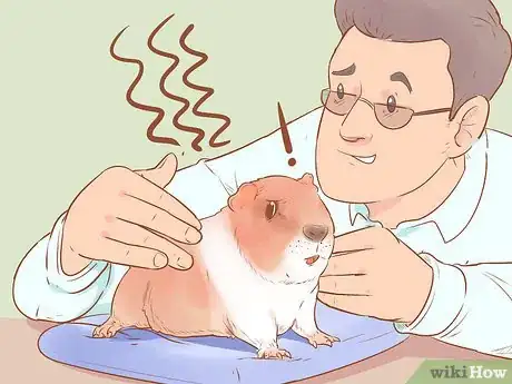 Image titled Understand Guinea Pig Language Step 8