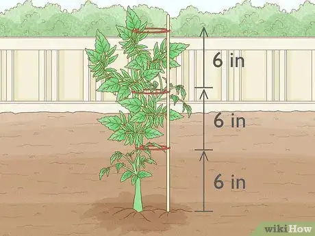 Image titled Grow Big Tomatoes Step 16