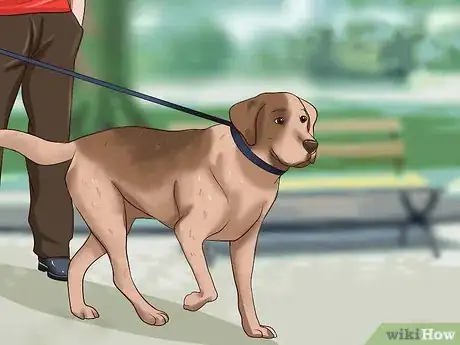 Image titled Get Dogs to Stop Barking Step 21