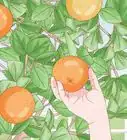 Grow an Orange Tree