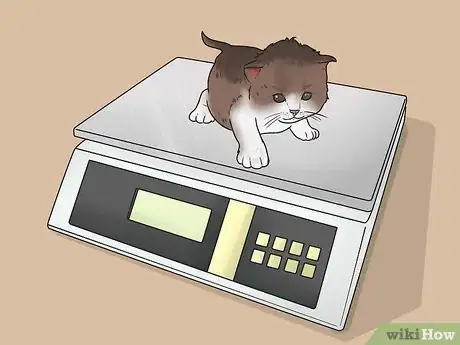 Image titled Tell How Old a Kitten Is Step 6