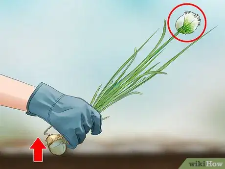 Image titled Grow Sweet Onions Step 10