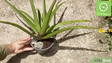 Image titled Plant Aloe Vera Step 2