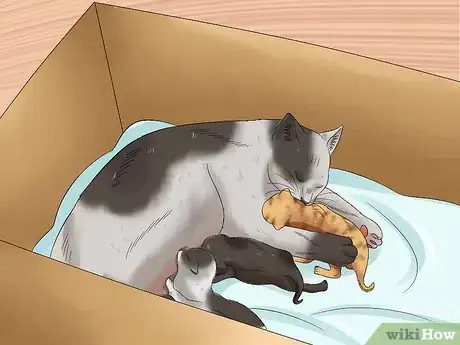 Image titled Move Newborn Kittens Step 8