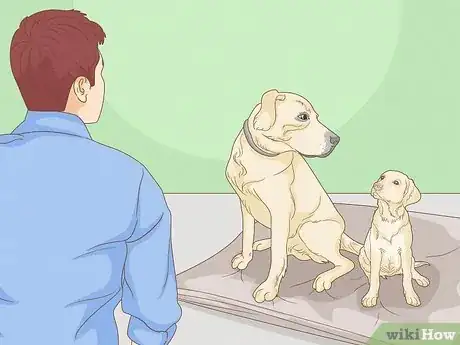 Image titled Select a Labrador Retriever Step 11