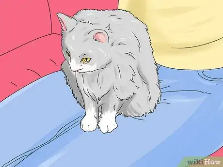 Image titled Identify a Siberian Cat Step 9