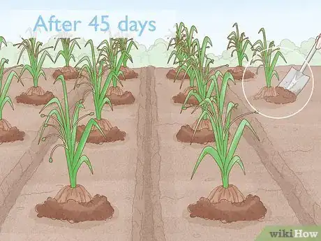 Image titled Grow Adlai Rice Step 12