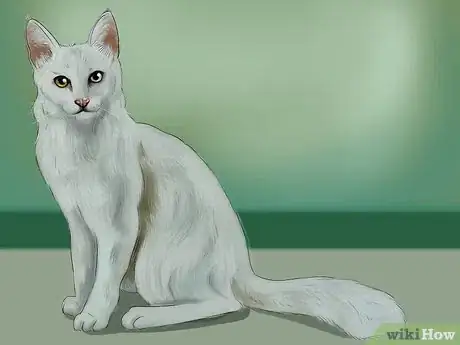 Image titled Identify a Turkish Angora Step 2