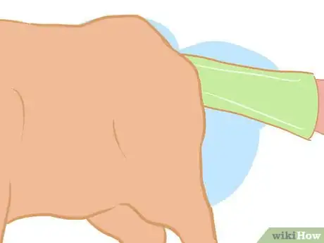 Image titled Collect Semen from a Bull for a Breeding Soundness Exam Step 5