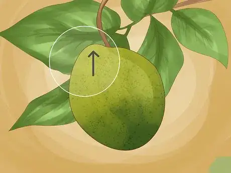 Image titled Identify Lemon Tree Diseases Step 3