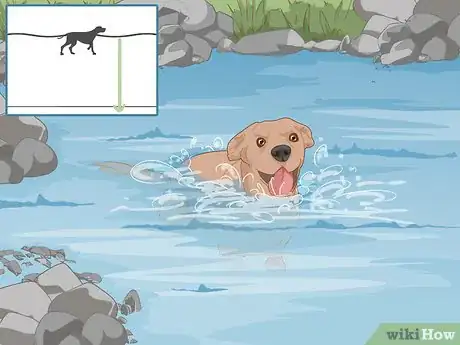 Image titled Safely Introduce Your Dog to Water Step 10