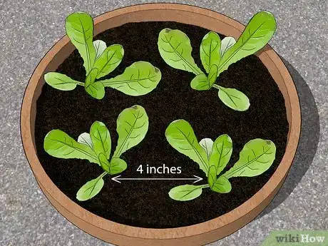 Image titled Grow Lettuce in a Pot Step 15