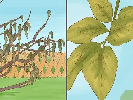 Image titled Identify Lemon Tree Diseases Step 9