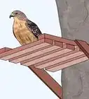 Attract Hawks