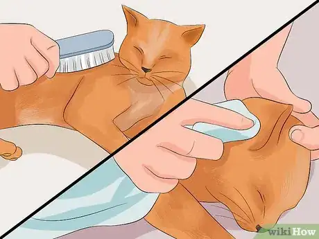 Image titled Make Your Cat's Fur Soft and Shiny Step 7