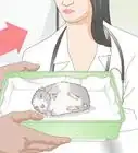 Get a Hamster to Sleep