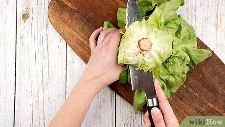 Image titled Grow Lettuce from an Old Lettuce Stem Step 1