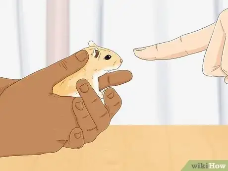 Image titled Tame Your Gerbils Step 13