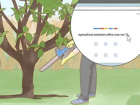 Image titled Identify Lemon Tree Diseases Step 5