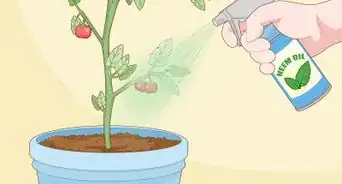 Prevent Spider Mites on Tomato Plants