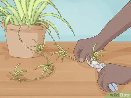 Image titled Propagate Baby Spider Plants Step 1