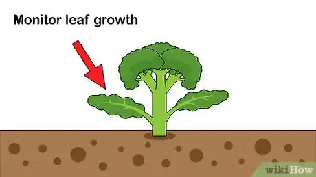 Image titled Pick Broccoli Step 4