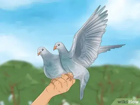 Image titled Tame Pigeons to Be out of Cage Permanently Step 2