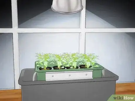 Image titled Grow Hydroponic Tomatoes Step 14