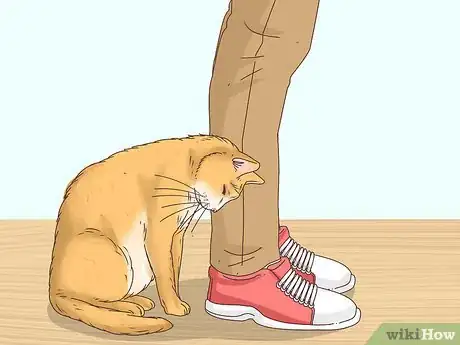 Image titled Know if a Cat Is a Stray Step 1