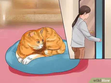 Image titled Move with a Cat Step 15