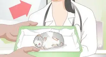 Get a Hamster to Sleep