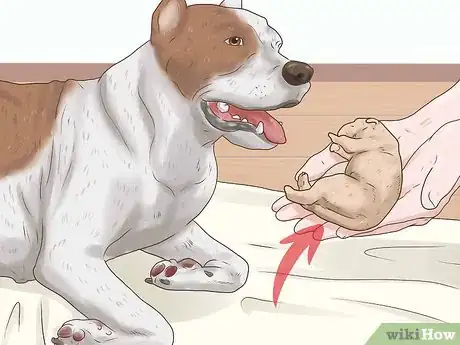 Image titled Deal with Puppy Deaths During Birth Step 2