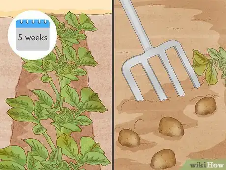 Image titled Grow Potatoes from Potatoes Step 8