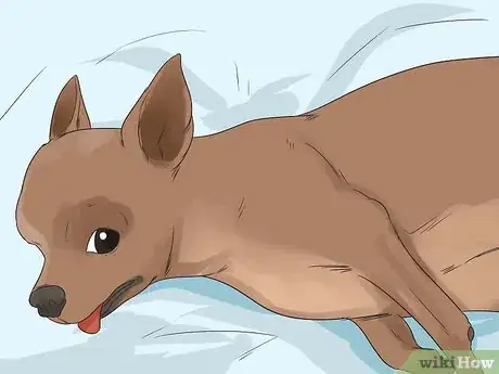 Image titled Help Your Chihuahua During Labor Step 14