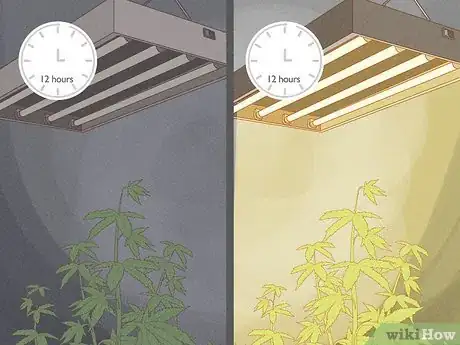 Image titled Grow Medical Marijuana Step 21