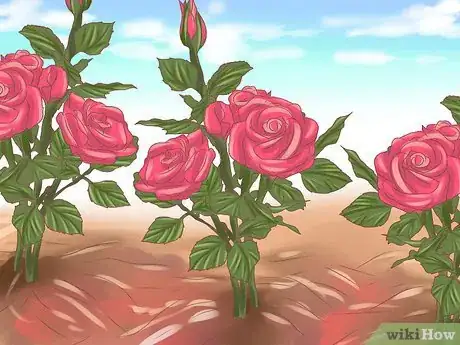 Image titled Make Roses Last Longer Step 9