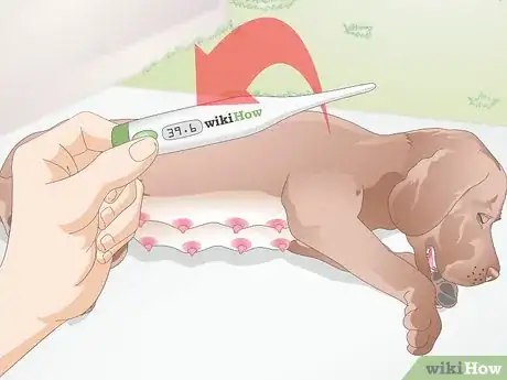 Image titled Treat Mastitis in Dogs Step 8