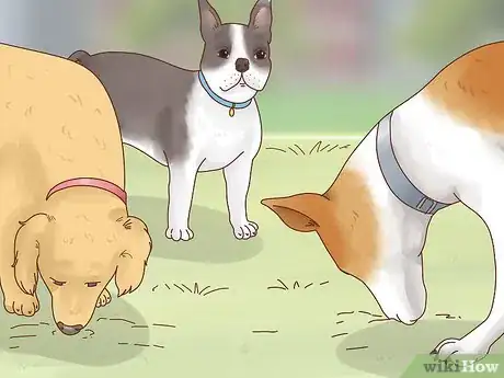 Image titled Get a Dog to Stop Eating Dirt Step 2