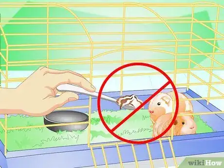 Image titled Make Your Guinea Pig Comfortable in Its Cage Step 11