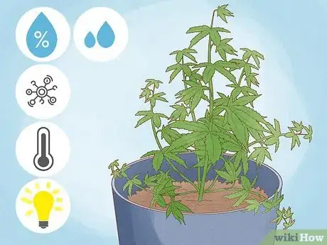 Image titled Grow Medical Marijuana Step 19