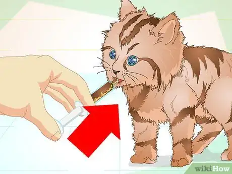 Image titled Get a Sick Kitten to Eat Step 8