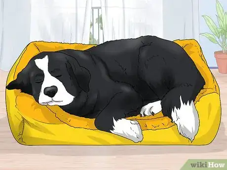 Image titled Identify a Saint Bernard Step 10