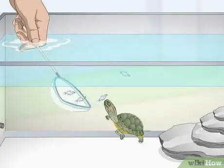 Image titled Feed a Red‐Eared Slider Turtle Step 4