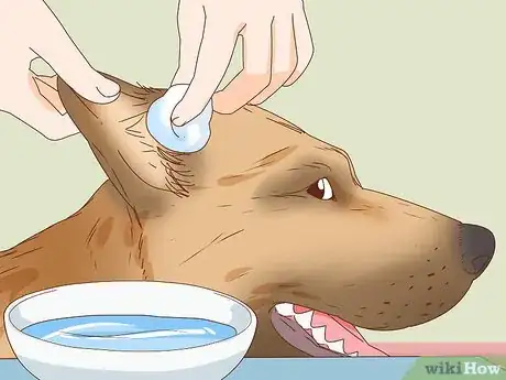 Image titled Care for a Dog's Torn Ear Step 1