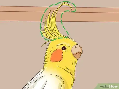 Image titled Understand Cockatiel Gestures Step 14