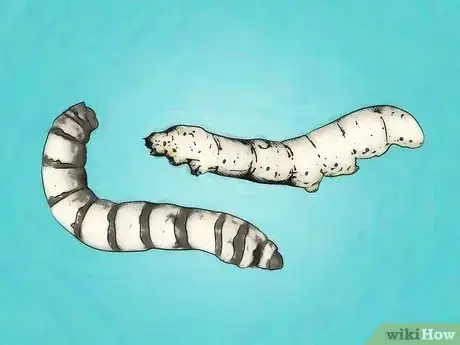 Image titled Breed Silkworms Step 1