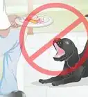 Create a Feeding Routine for Your Dog