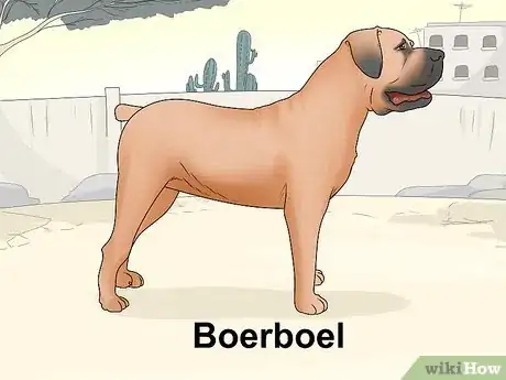 Image titled Identify a Mastiff Step 18